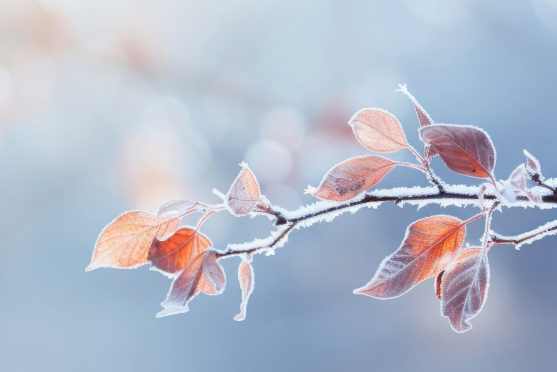 Frozen Branches