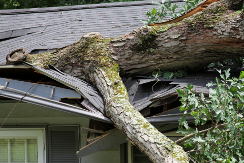 Tree on house