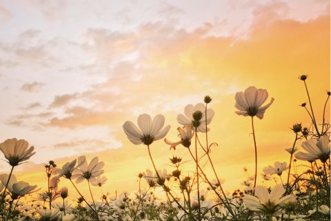 spring flowers